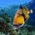 triggerfish_titan_bro_b_ni_v_0636_egy1111.jpg